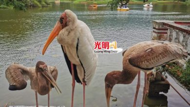 Photo of 太平湖迎來3只小白鹮鸛  吸引公眾圍觀拍照