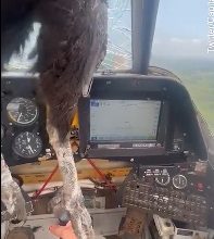 Photo of 巨鳥撞碎玻璃沖入機艙內  飛行員滿臉血仍淡定駕駛