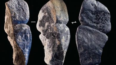 Photo of 考古大發現  4.2萬年前陰莖藝術品出土