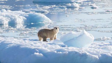 Photo of 北極冰蓋最快2030年消失 專家稱比預期提早10年
