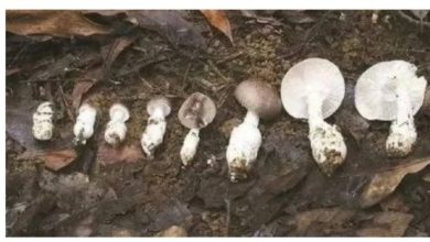 Photo of 路邊的蘑菇不要採 廣東多地爆食用野生蘑菇中毒 上月5死15發病