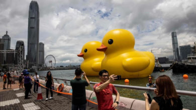 Photo of 巨型雙鴨結伴游維港 中環海面正式亮相超療愈