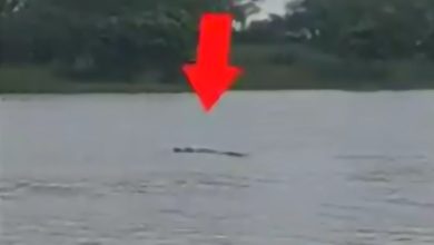 Photo of 隨母姐河邊洗澡 10歲童被鱷魚拖下水 吃掉一半身體