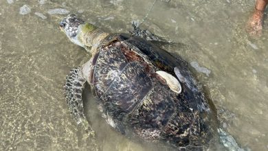 Photo of 龜殼被打爆 前蹼綁石塊  海龜遭虐死在海灘