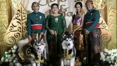 Photo of 2印尼女子道歉 為愛犬辦2億奢華婚禮