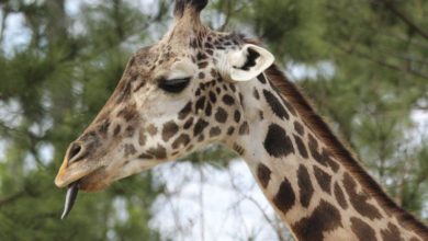 Photo of 31歲“人瑞級”長頸鹿過世   美動物園嘆不捨