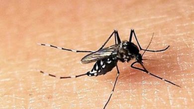 Photo of 諾哈雅蒂澄清  沒在森州釋放帶菌黑斑蚊