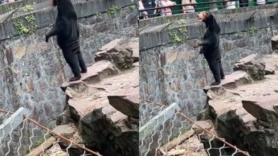 Photo of 馬來熊雙腳站立 遊客以為人扮 “牠屁股有皺褶!”