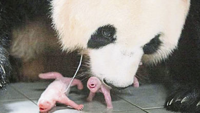 Photo of 旅韓熊貓華妮誕下雙胞胎