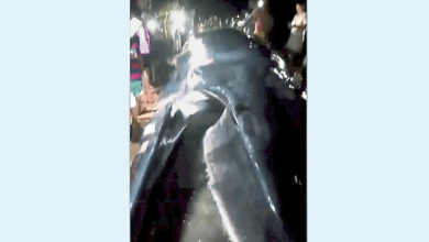 Photo of 颱風泰利3度登陸中國 鯨魚被衝上岸