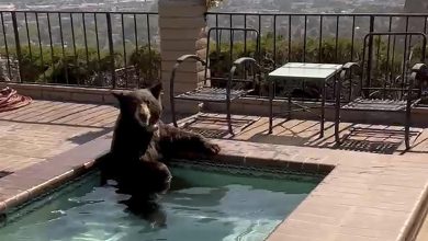 Photo of 棕熊闖豪宅泳池消暑 神態輕鬆好享受