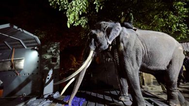 Photo of 贈斯里蘭卡22年 受虐泰國大象返國