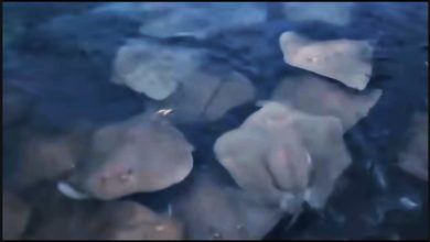 Photo of 甲海邊出現大量魔鬼魚 網民憂將發生海嘯