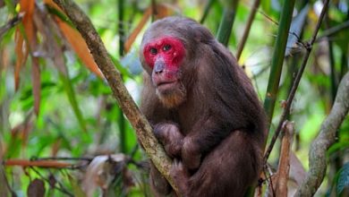 Photo of 專家：收集棲息地數量等 保育紅面猴需更多研究