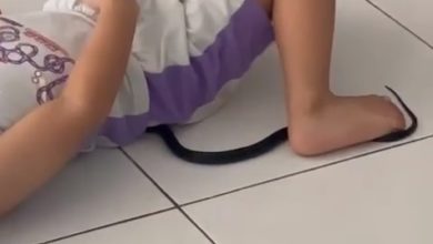 Photo of 幼蛇闖進民宅客廳 被4歲小男孩壓在腳下