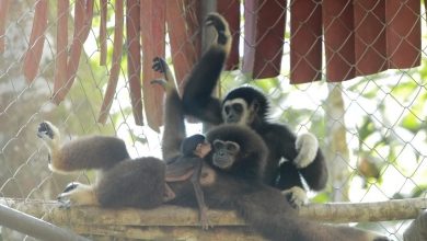 Photo of “我叫Axel”  大馬長臂猿保育計劃迎首只寶寶
