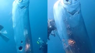 Photo of 驚見2公尺地震魚現身  刷新台最大活體紀錄