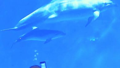 Photo of 克服高原環境差異 黔首條人工繁育海豚亮相