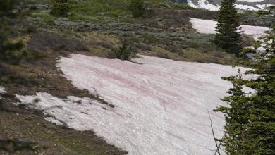 Photo of 雪山變血山 日專家回應了
