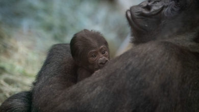 Photo of “雄”猩猩生寶寶 美動物園震驚