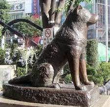 Photo of 日本最忠誠秋田犬 忠犬八公100歲了