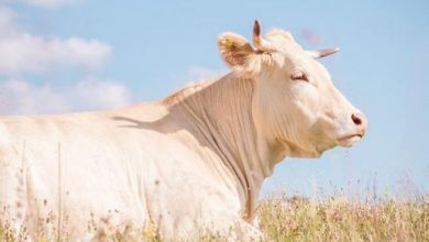 Photo of 巴西純白乳牛成全球身價最高 以破紀錄430萬美元拍賣成交