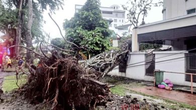 Photo of 狂風吹襲5層樓高樹倒 壓毀圍墻屋頂轎車