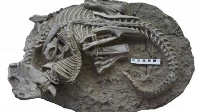 Photo of 中國出土1.25億年前化石 首見哺乳類獵捕恐龍