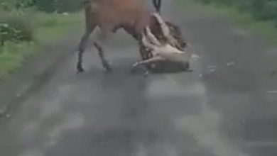 Photo of 獅子撕咬水牛  農民英勇救牛