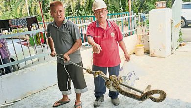 Photo of 蟒蛇卷涼棚鐵枝被捉