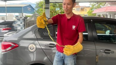 Photo of 青蛇躲車門縫 嚇得她 花容失色