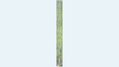 Photo of 藏南亞洲最高樹101.2米高