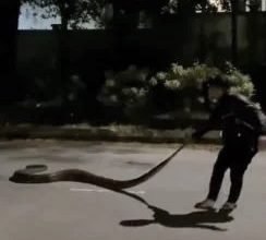 Photo of “我不是玩蟒蛇！” 男子為防蛇入住宅區犯險