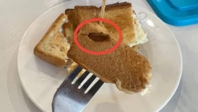 Photo of 首次光顧每天排長龍連鎖餐廳 “面包有整只蟑螂 女兒差點吃下”