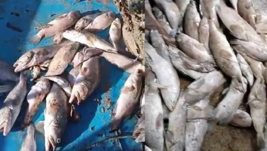 Photo of 檳海域浮現數千條死魚 嚇壞渡假屋業者和漁民