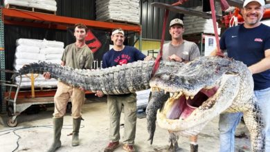Photo of 重360公斤長達4公尺 4獵人捕巨鱷破紀錄
