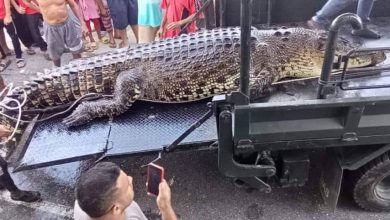 Photo of 雙溪瑪都捕獲1噸巨鱷  居民聲稱還有更大的