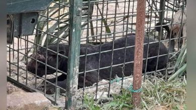 Photo of 接虎蹤投報設陷阱  和豐捕獲花豹