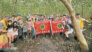 Photo of 檳丹絨獅子會種250紅樹