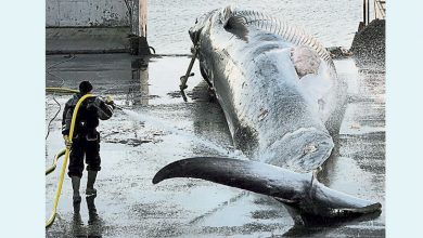 Photo of 冰島暫停2個月恢復捕鯨 新規要求盡快殺死減痛苦
