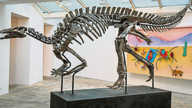 Photo of 預計售價602萬 1.5億年前恐龍骨架拍賣