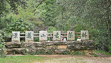 Photo of 提交世遺大會審議 普洱景邁山古茶林拚入遺