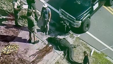 Photo of 警射殺鱷魚 拉出人類遺體
