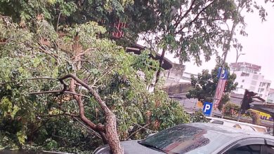 Photo of 暴風雨襲檳 加馬超市前大樹倒下壓車