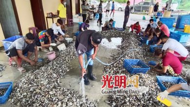 Photo of 平安島海域再盛產黑黃殼“啦啦” 檳漁業局發16張撈捕准證
