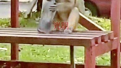 Photo of 逃出鐵籠闖球場攻擊孩童 猴子遭眾人亂棍打死