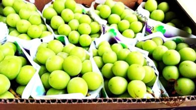 Photo of 12元就能買到  日本麝香葡萄價格暴跌