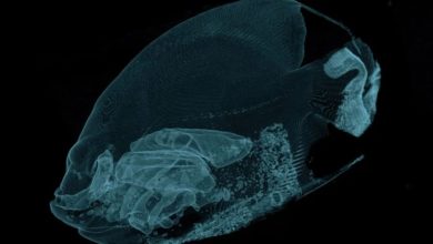 Photo of 動物園對法國神仙魚進行CT掃描 以解斜遊之謎