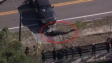Photo of 【視頻】4.3公尺巨鱷 叼人屍漫步社區