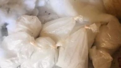 Photo of 剪開發現粉末狀塑膠袋 “日本泰迪熊是骨灰壇？”